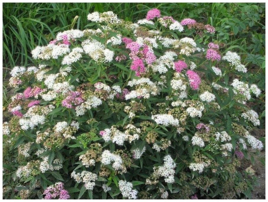 Спирея японская Широбана