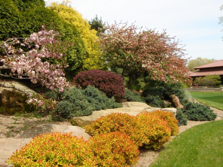 Спирея серая фитопластика