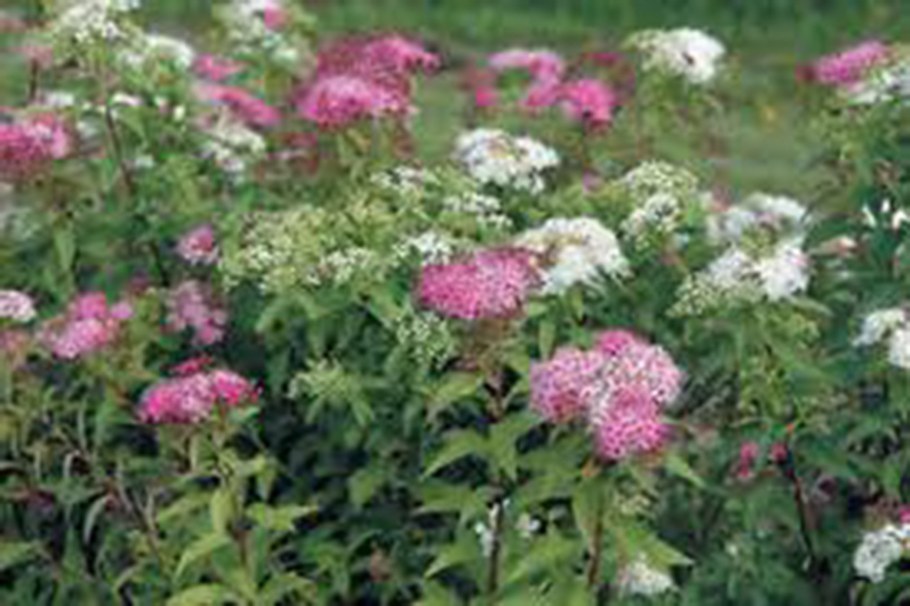 Спирея японская Genpei (Shirobana)