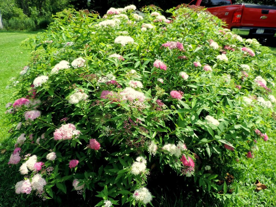 Спирея японская (Spiraea japonica &#96;Genpei)