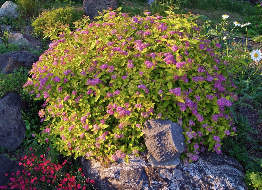 Спирея фрутишана