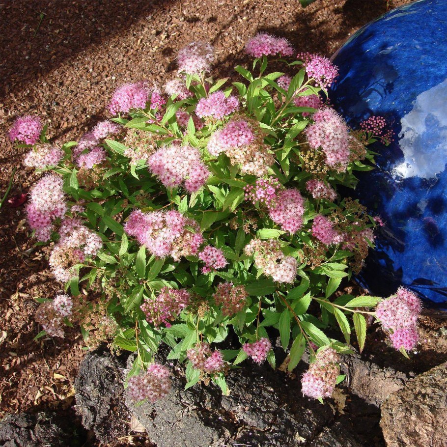 Спирея Дженпей