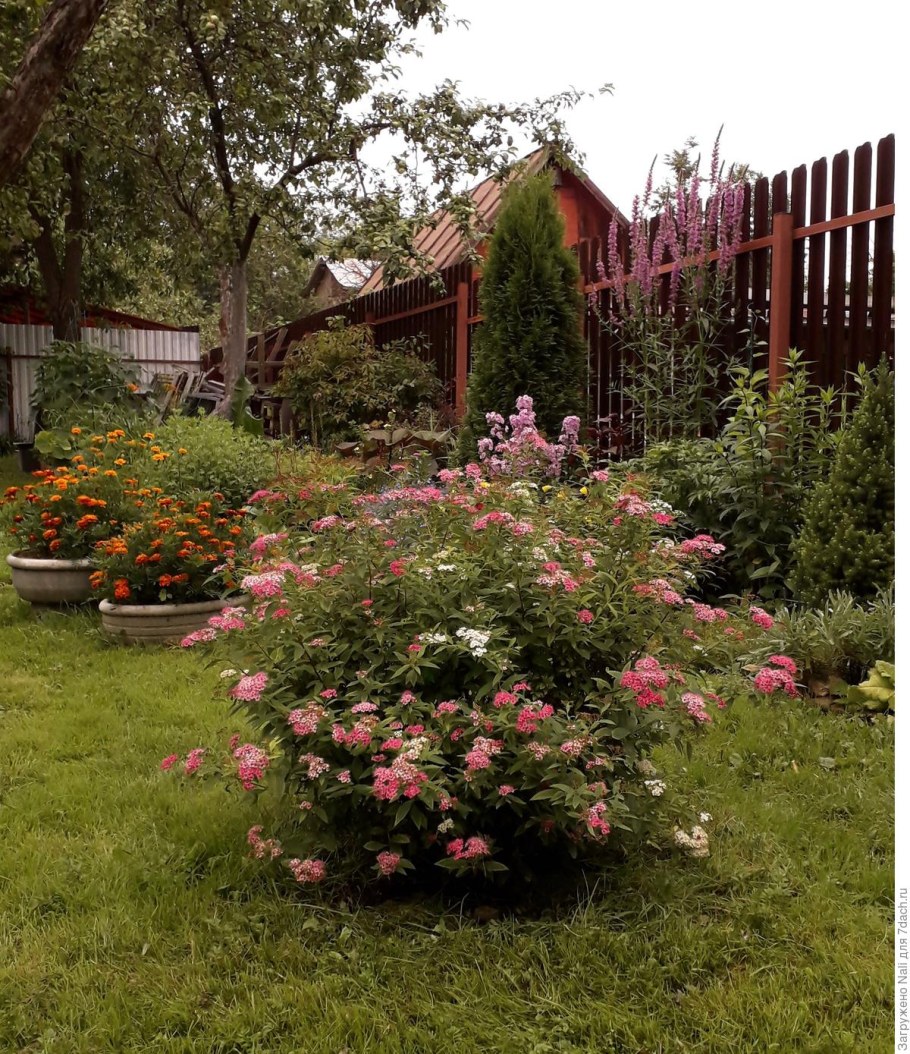 Спирея Широбана изгородь