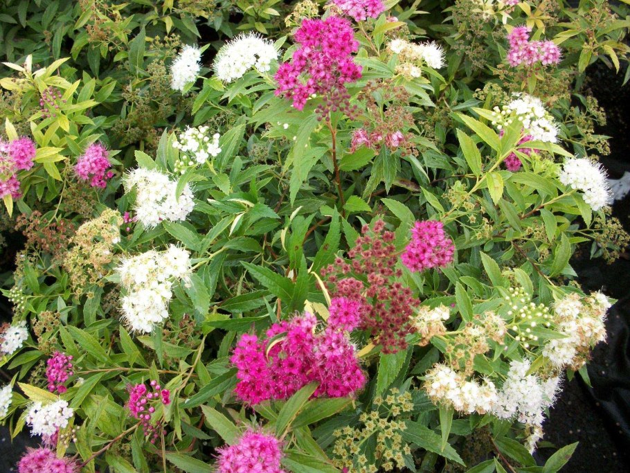 Спирея японская Широбана