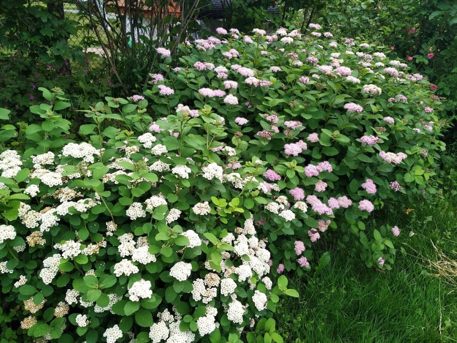 Спирея Дженпей Широбана