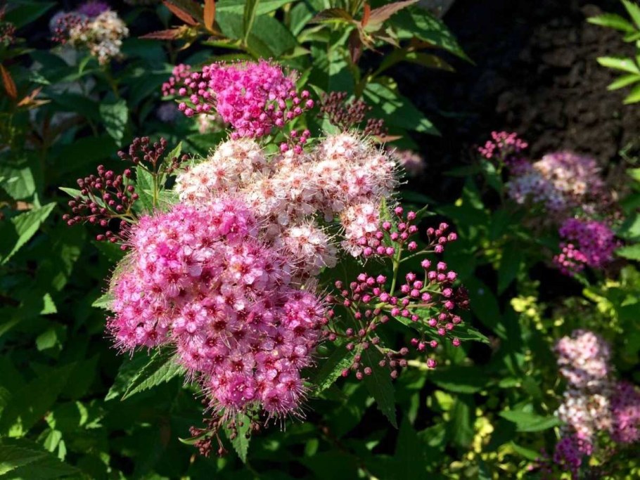 Спирея Широбана