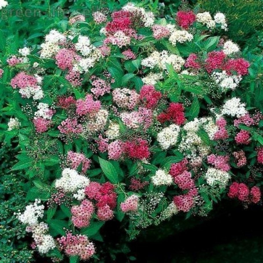 Спирея Дженпей Широбана