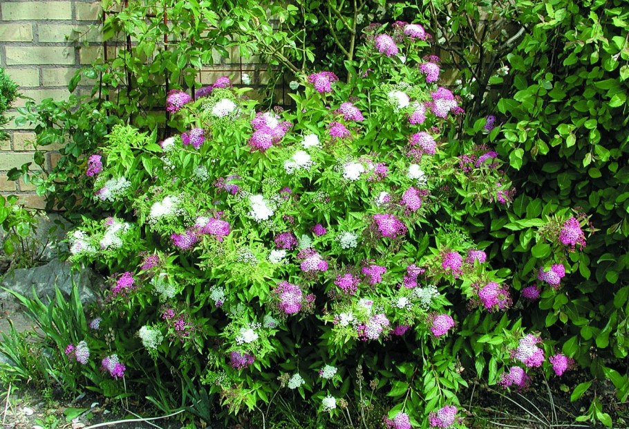 Спирея японская Широбана