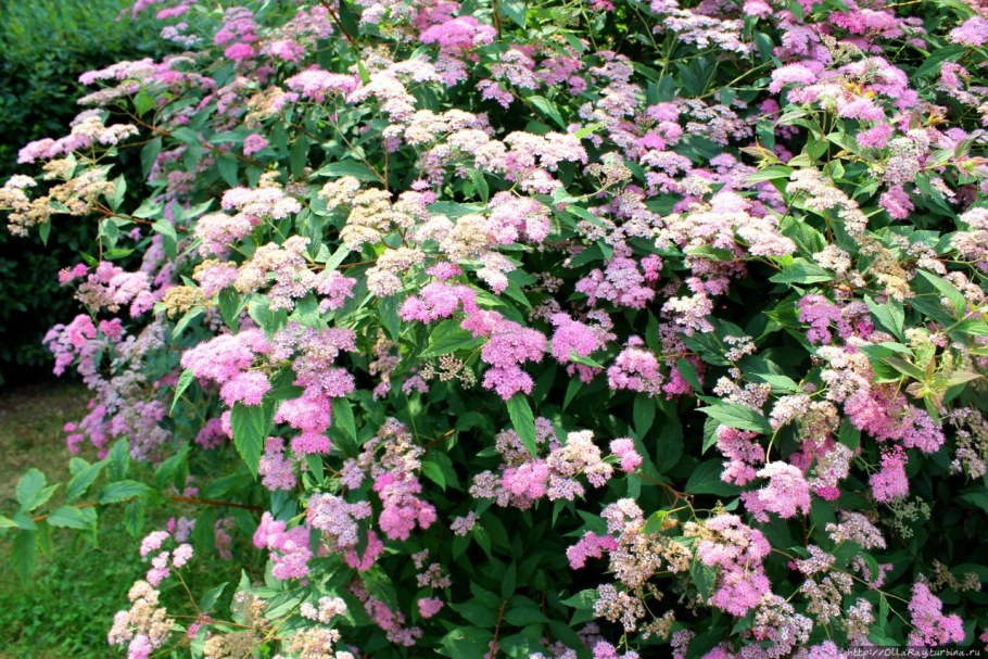 Спирея Широбана