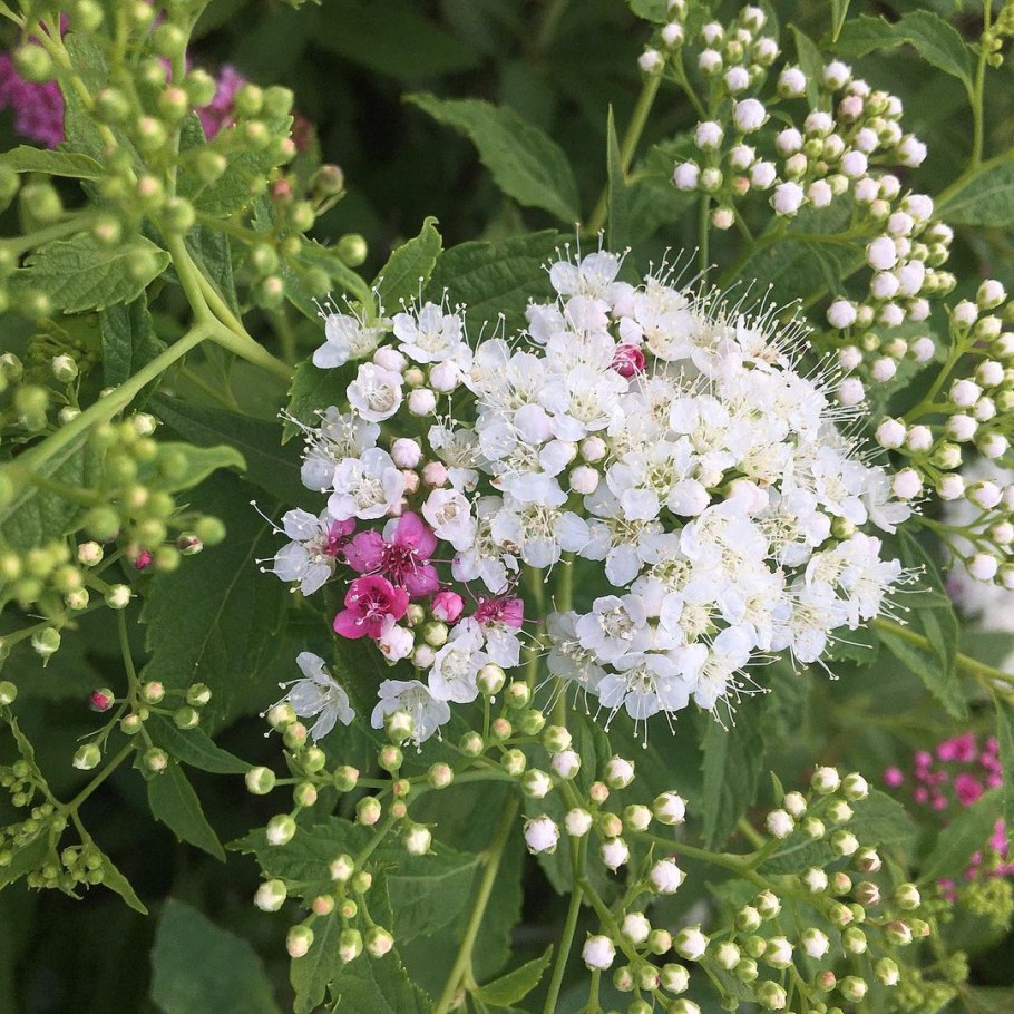 Спирея МЕНЗИЕЗА