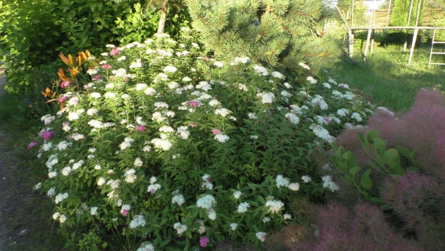 Спирея Дженпей Широбана