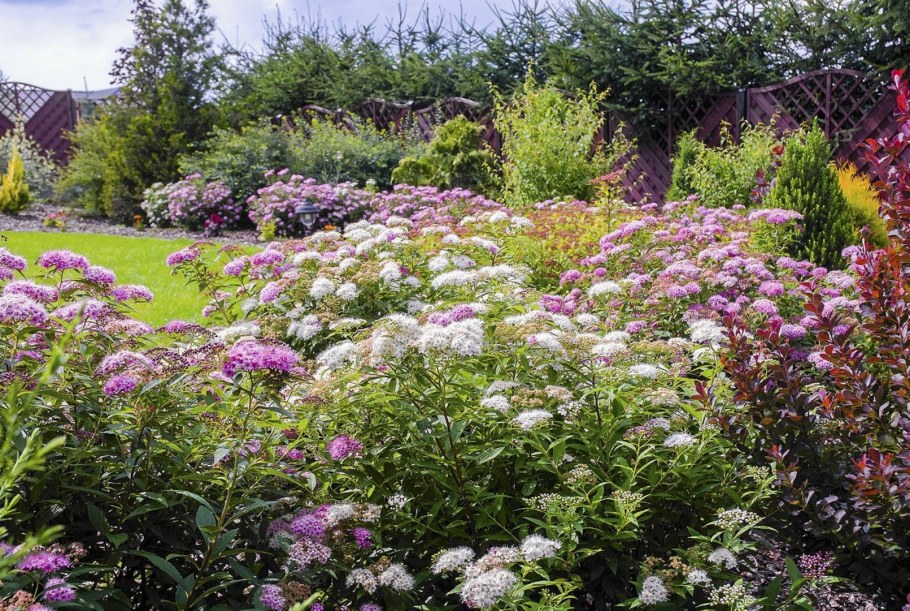 Спирея японская Широбана