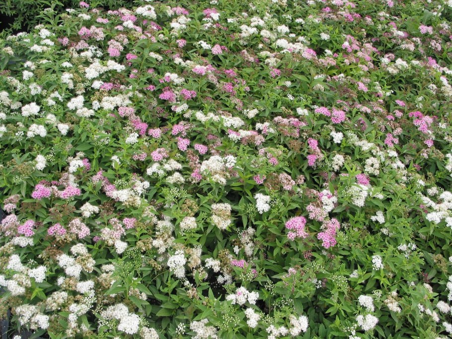 Спирея японская Широбана