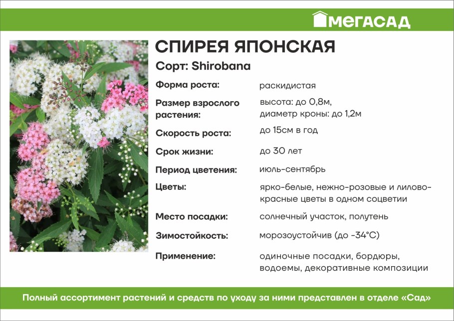 Спирея японская Генпей (Широбана)