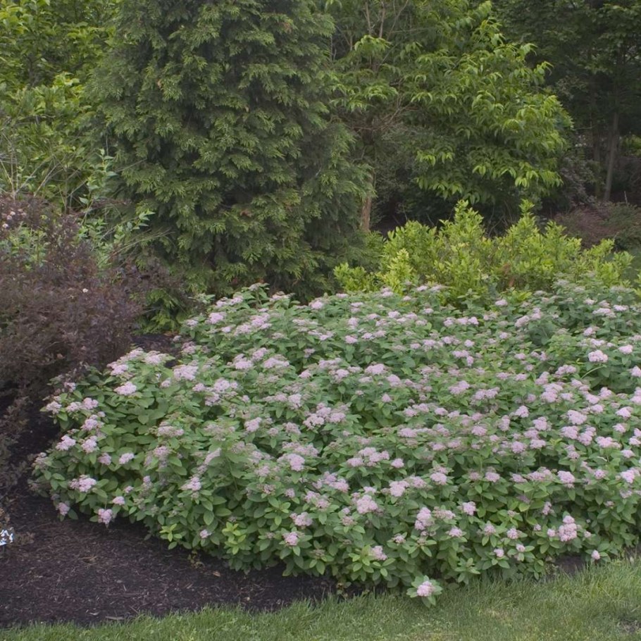 Спирея Фрича Spiraea fritschiana