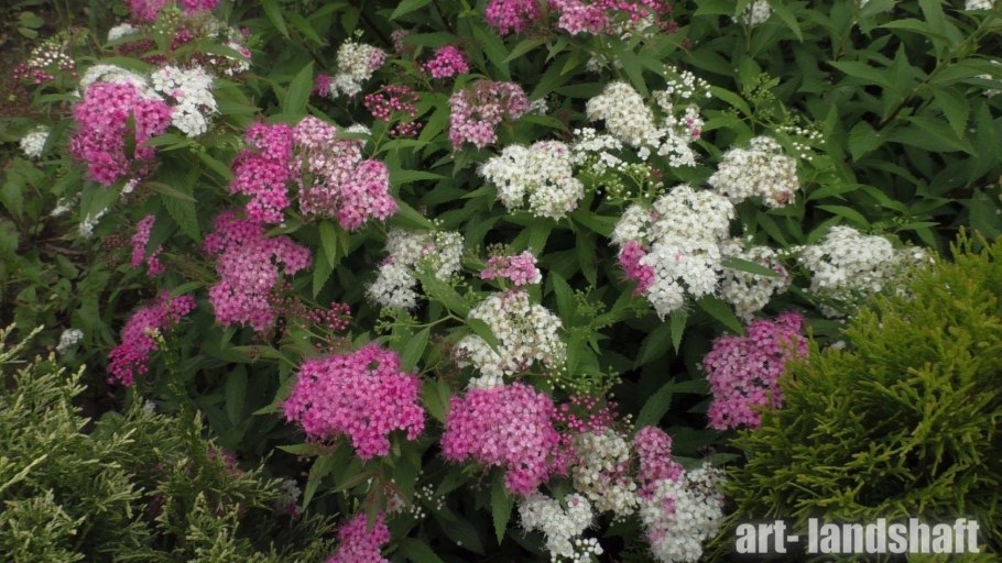 Спирея японская Широбана