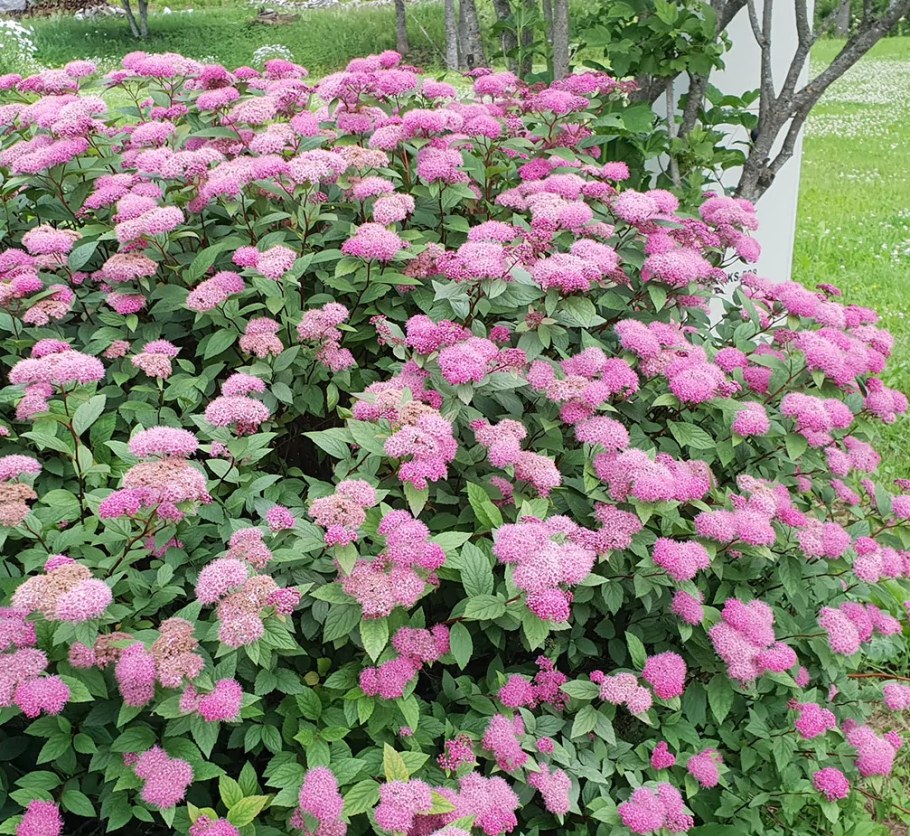 Спирея японская Оденсала