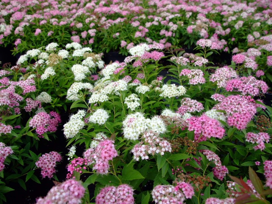 Спирея Широбана