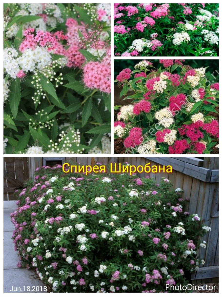 Спирея Широбана