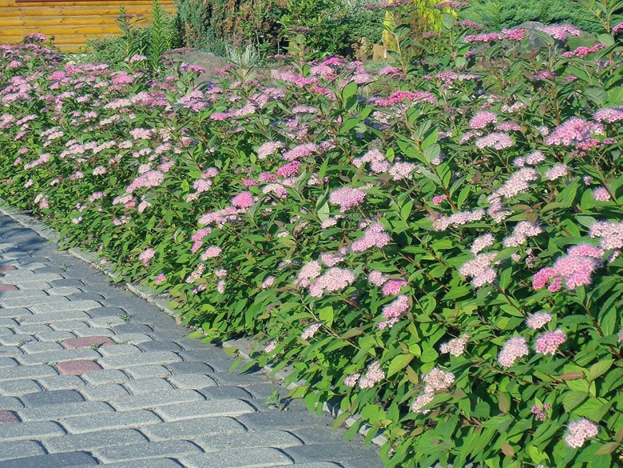 Спирея Широбана бордюр