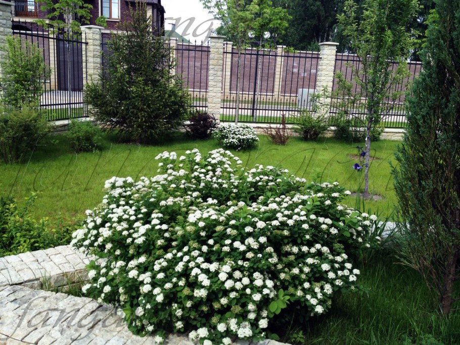 Спирея березолистная куст