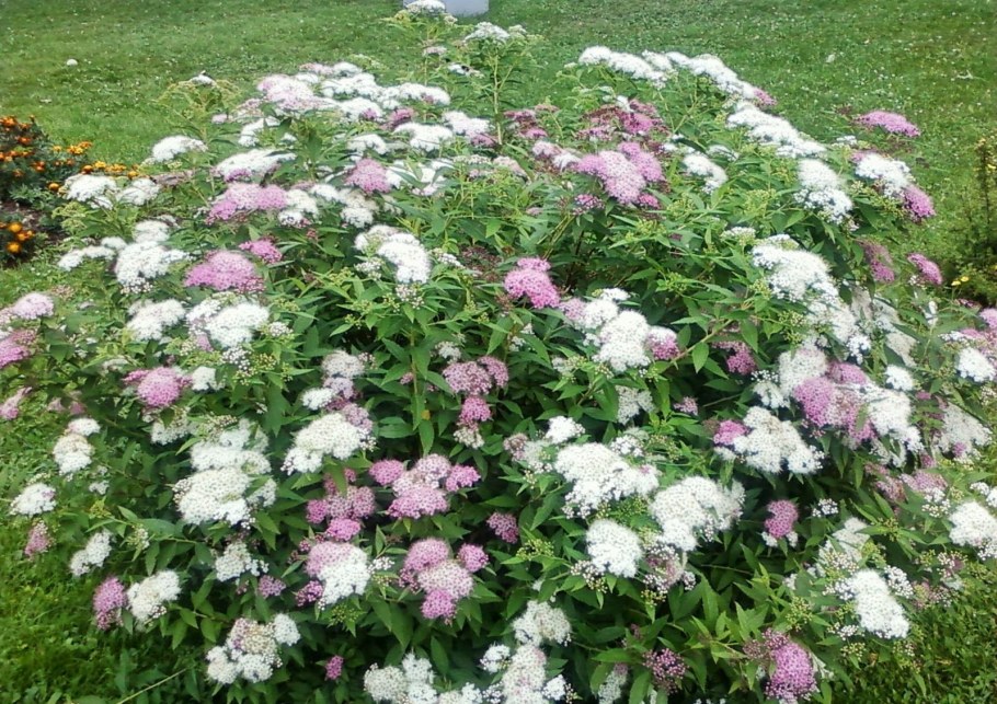 Спирея японская Широбана