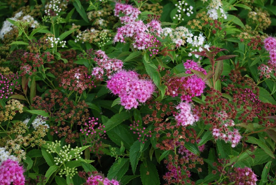 Спирея японская Дженпей