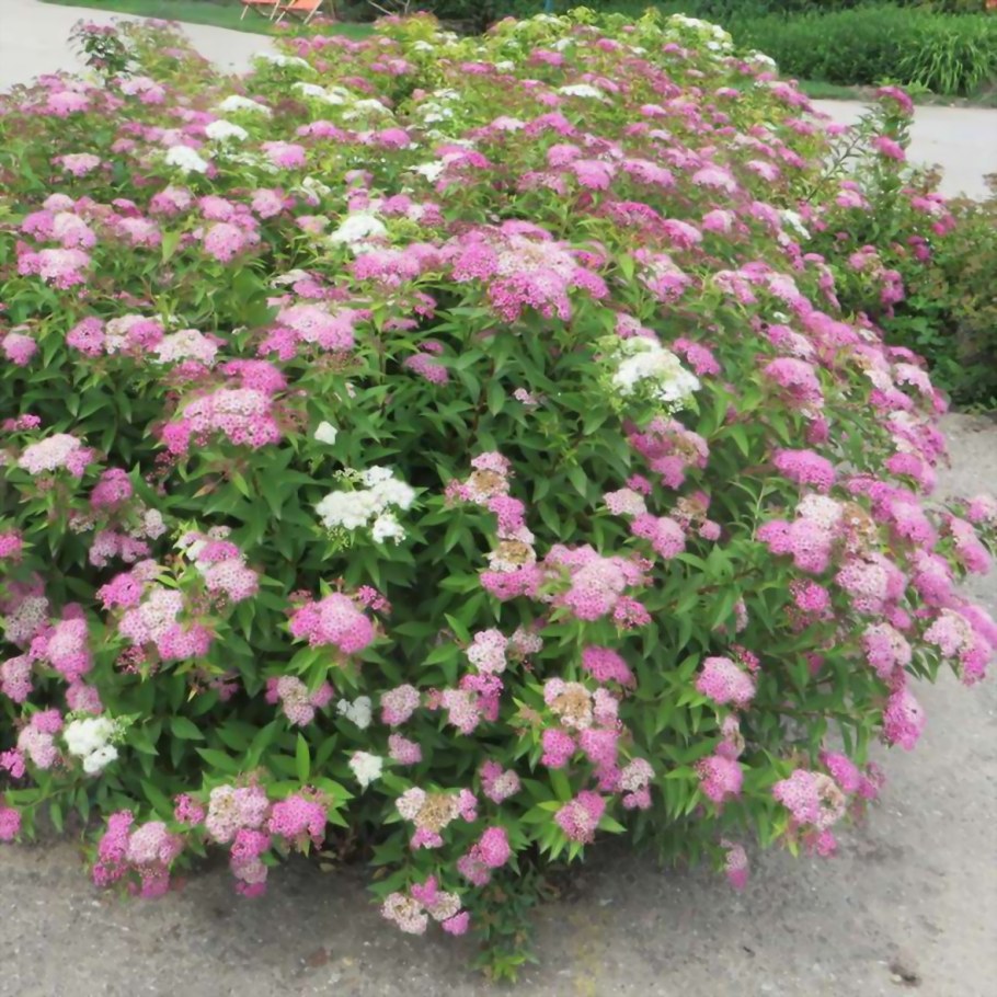 Спирея японская Генпей (Широбана)