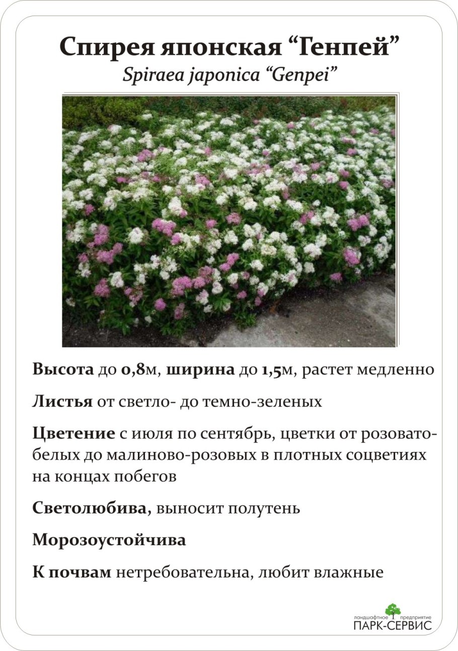 Спирея японская 'Genpei'