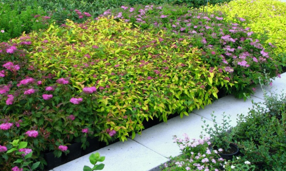 Спирея Голден массив