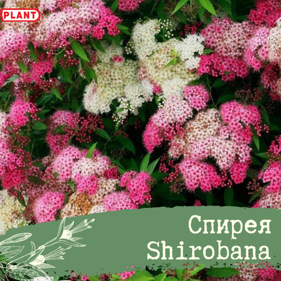 Спирея Широбана фото и описание