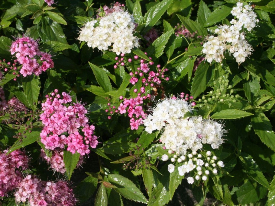 Спирея Бумальда метельчатая