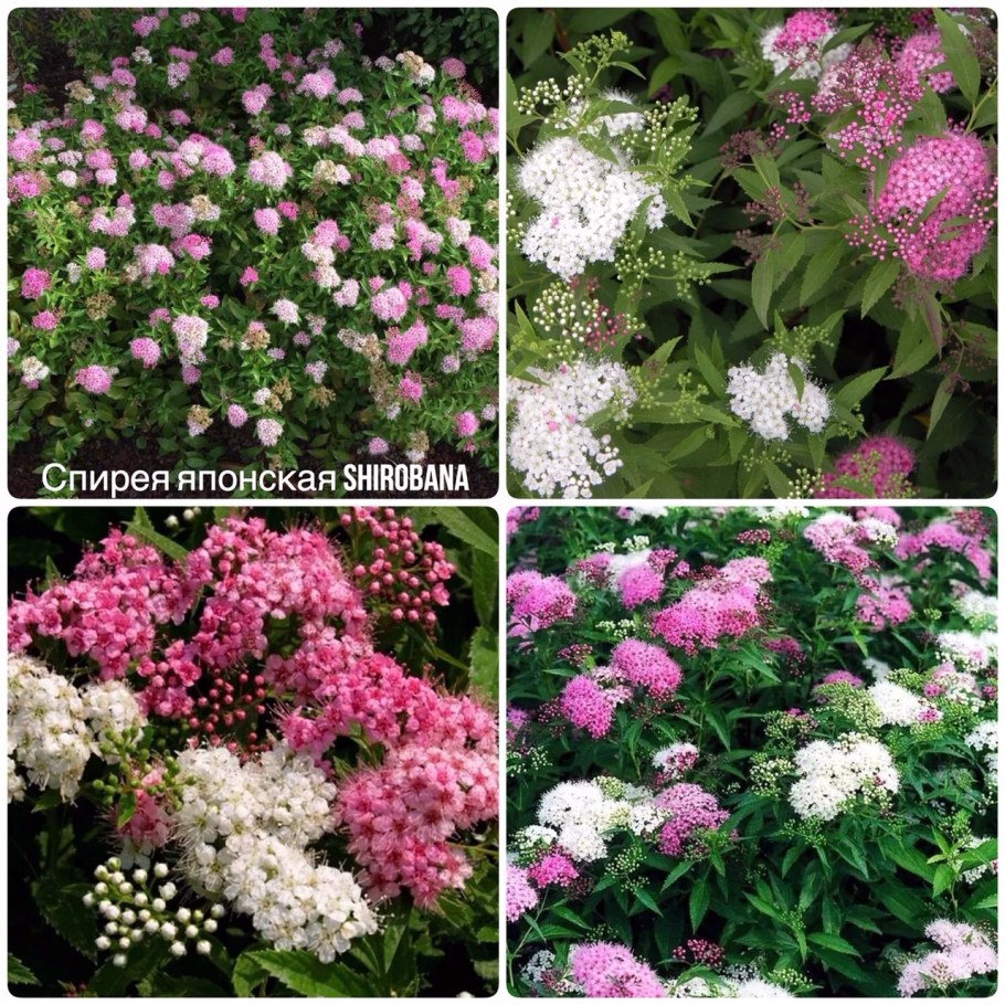 Спирея Генпей Широбана