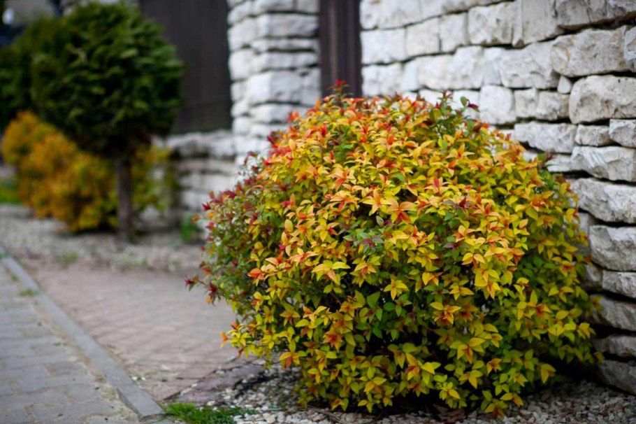 Спирея японская Мэджик карпет