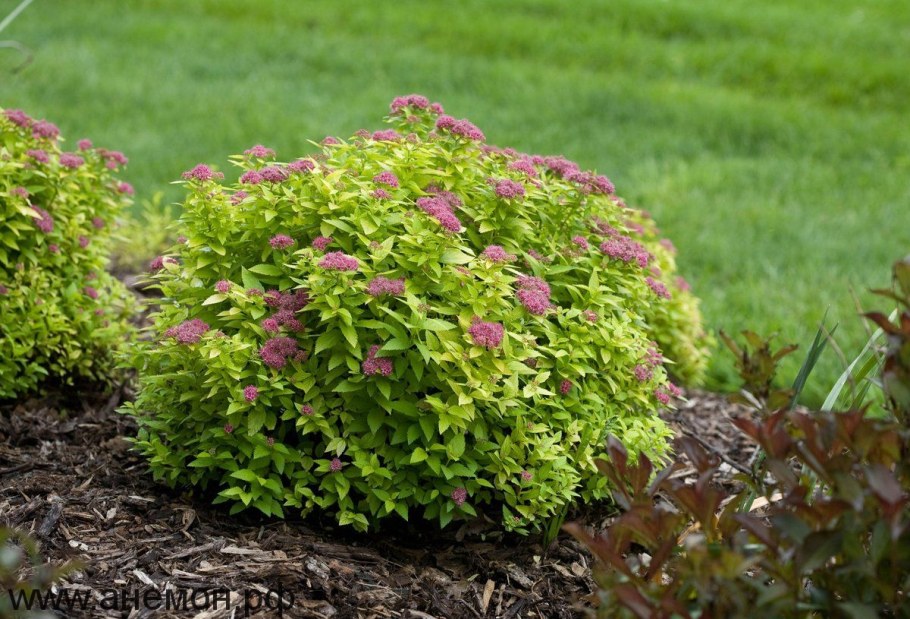 Спирея Джапоника Голден принцесс