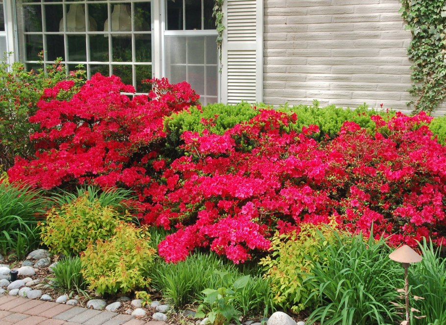 Азалия Садовая морозостойкая многолетняя