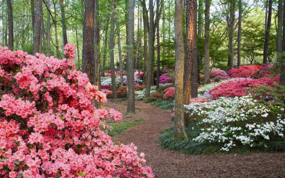 Вереск и рододендрон