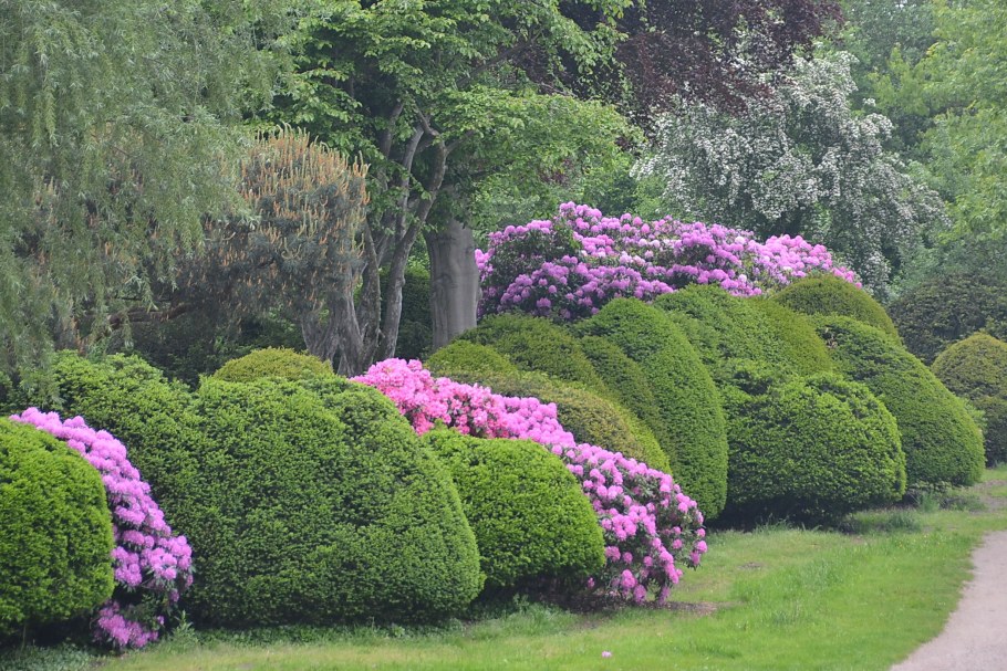 Рододендрон Живая изгородь