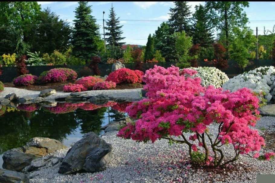 Рододендрон и гортензия