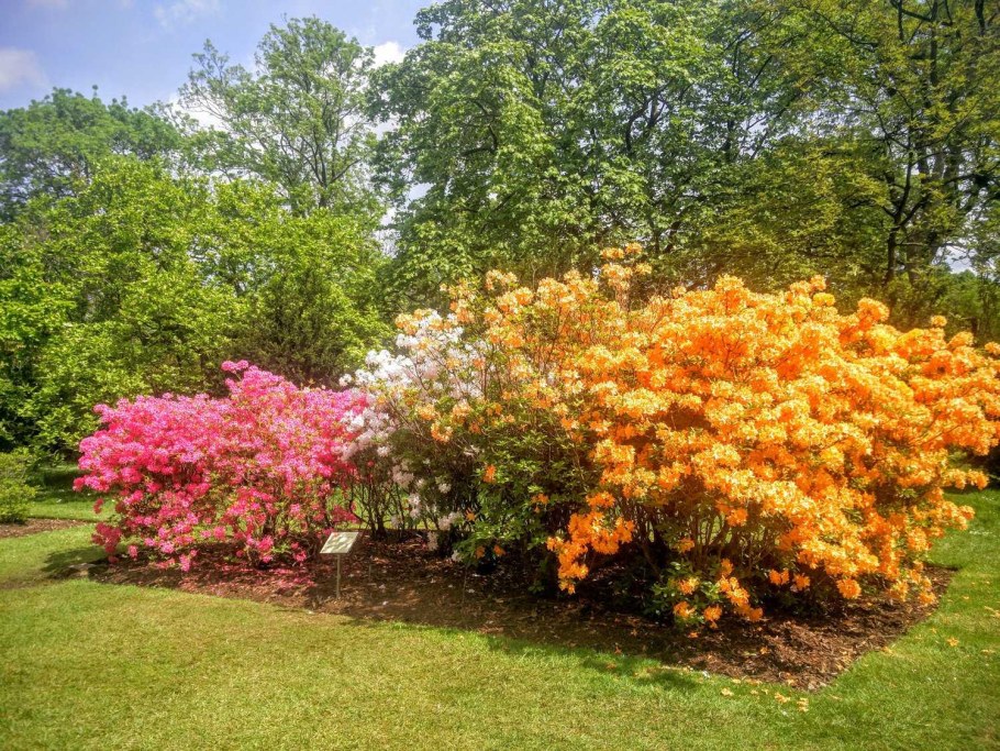 Рододендрон Голденлайт