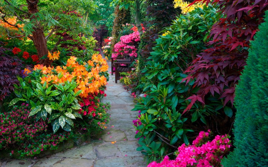 Рододендрон цветет ландшафт