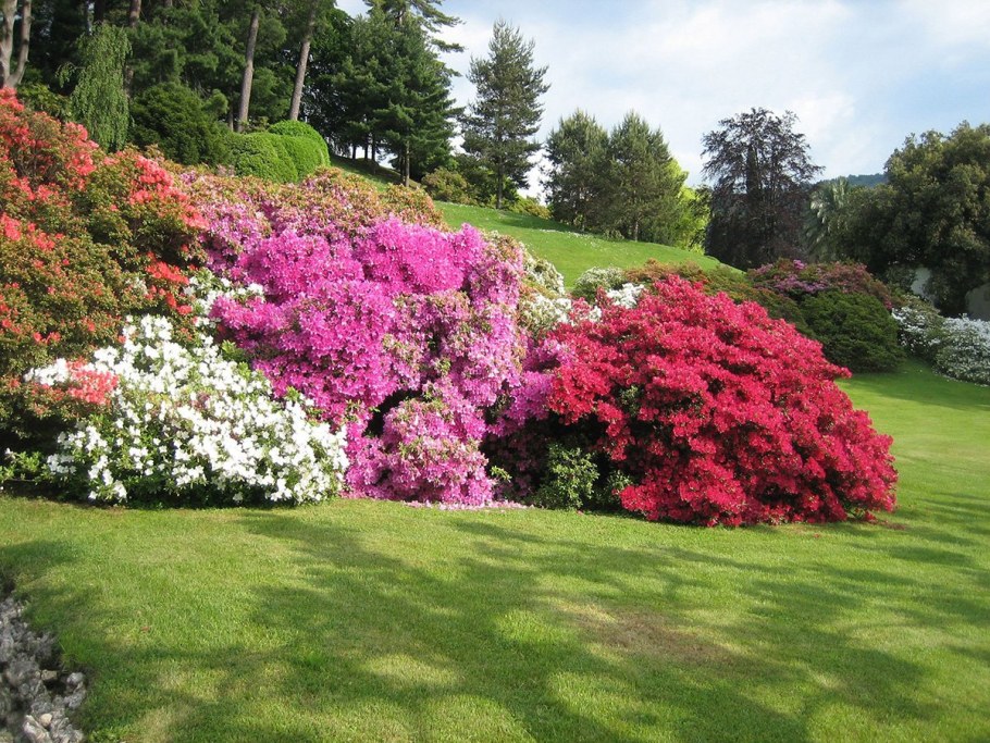 Рододендрон Инглиш Розеум