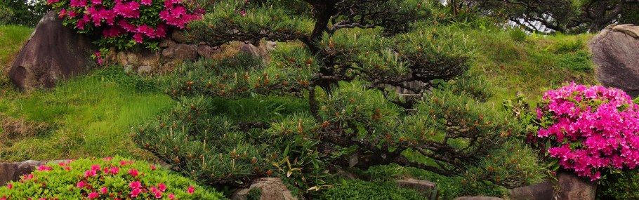 Рододендрон парк Светлогорск