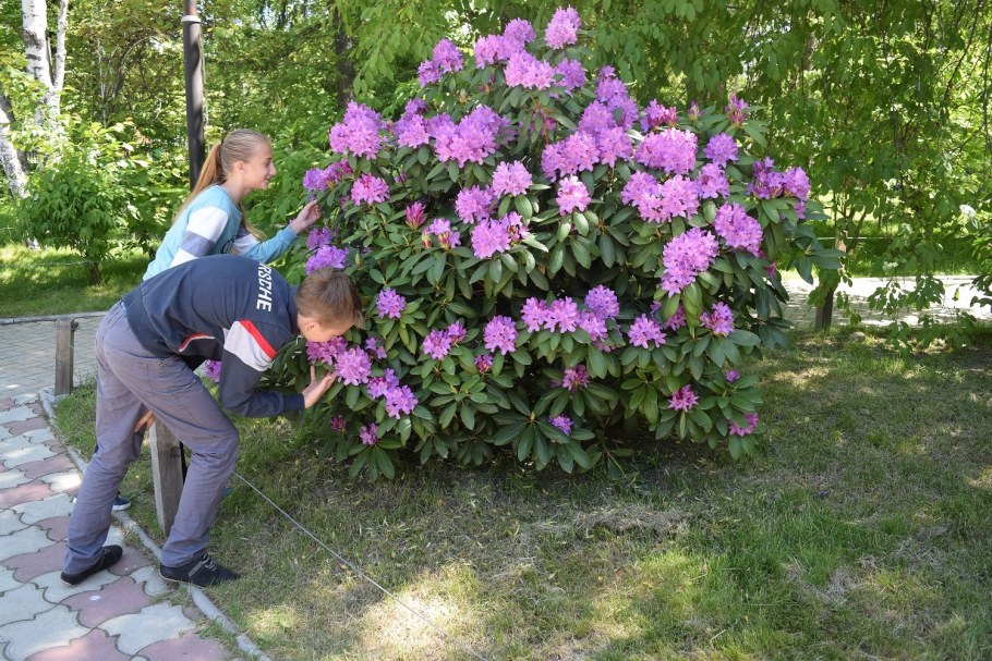 Рододендрон 'praecox'