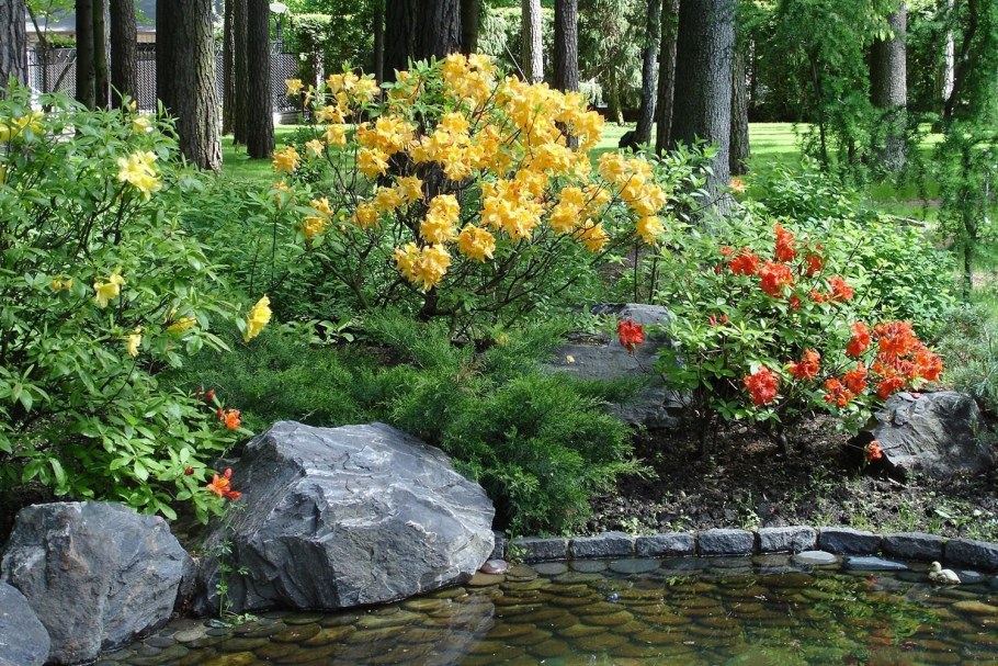 Рододендрон Голден Лайтс в ландшафте