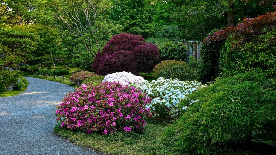 Рододендрон спирея