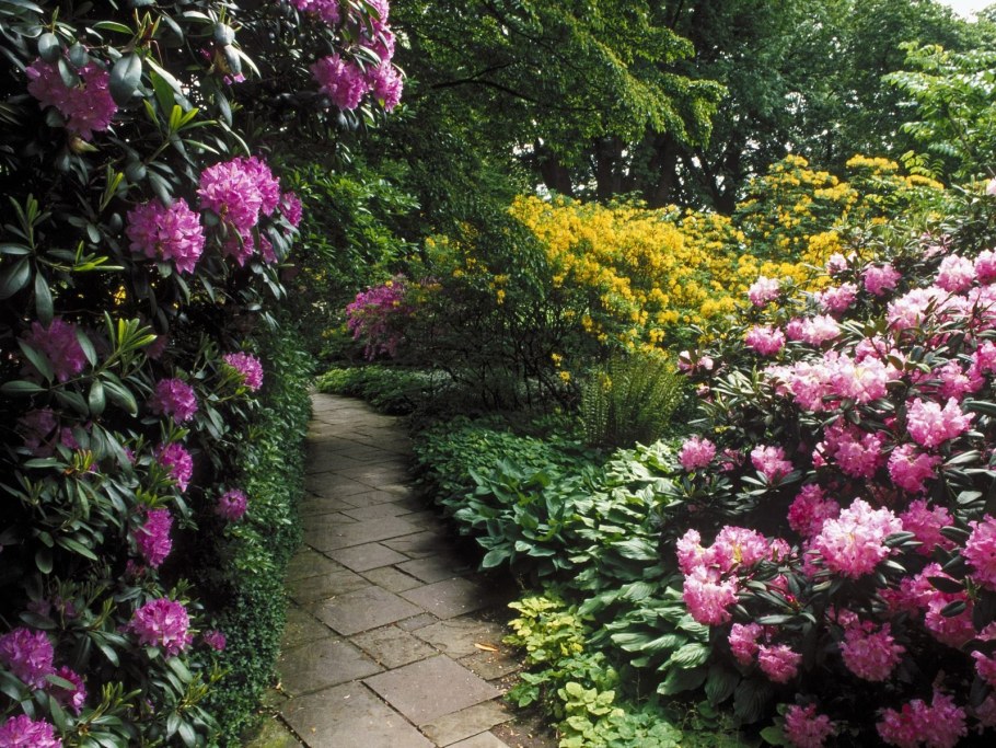 Розарий рабатка