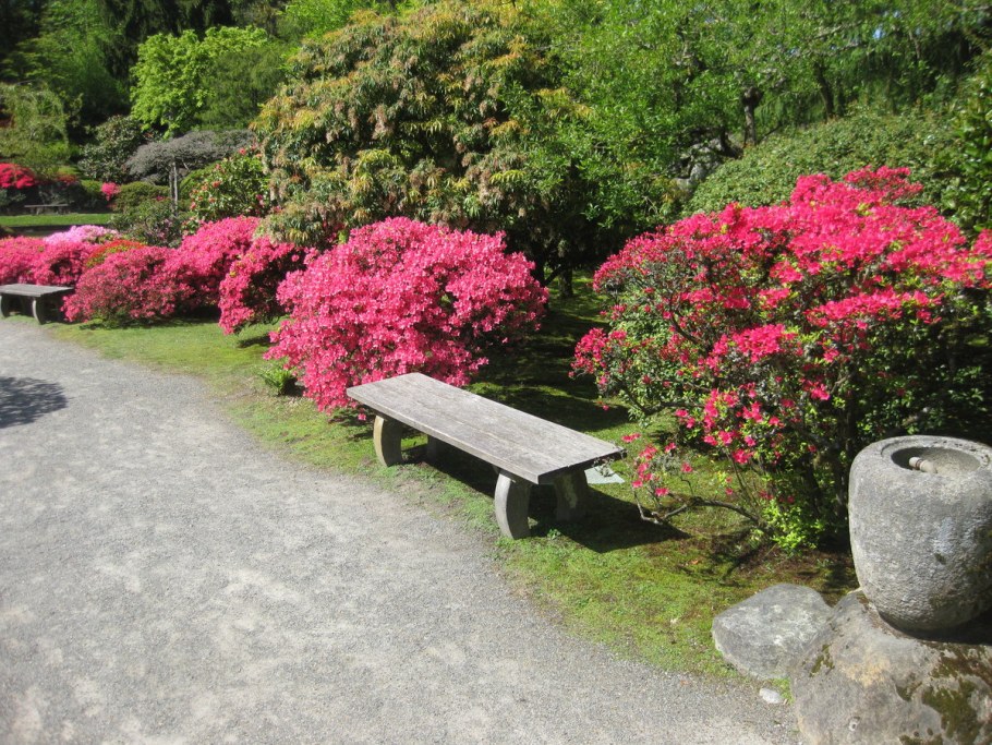 Рододендрон Азалия в ландшафтном