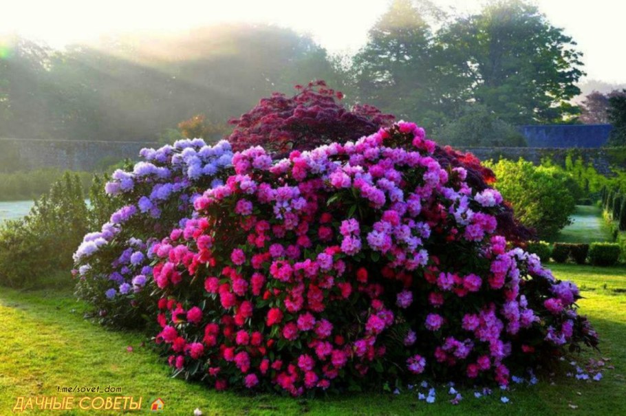 Азалия рододендрон садовый