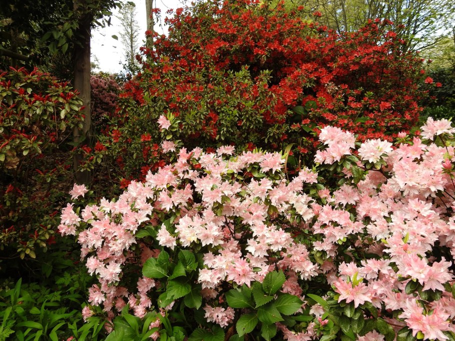 Рододендрон (Азалия) Violetta